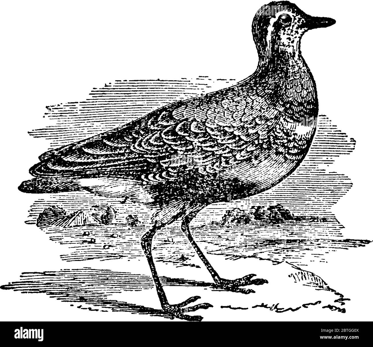 Plovers, verteilte Gruppe von Watvögeln, die zur Unterfamilie Charadriinae gehören, sind durch relativ kurze Scheine, Vintage-Linienzeichnung gekennzeichnet Stock Vektor