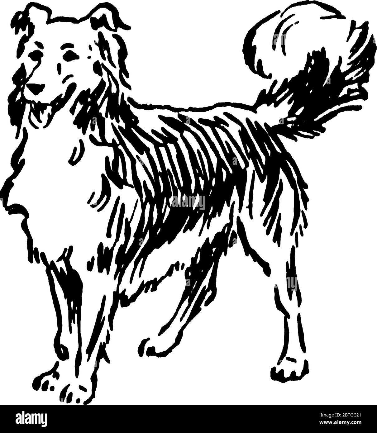 Das Bild zeigt einen Hund nach links und hat eine lange Schnauze und nicht-einziehbare Krallen. Hunde werden in der Regel als der beste Freund des Mannes, Vintage-Linie betrachtet Stock Vektor