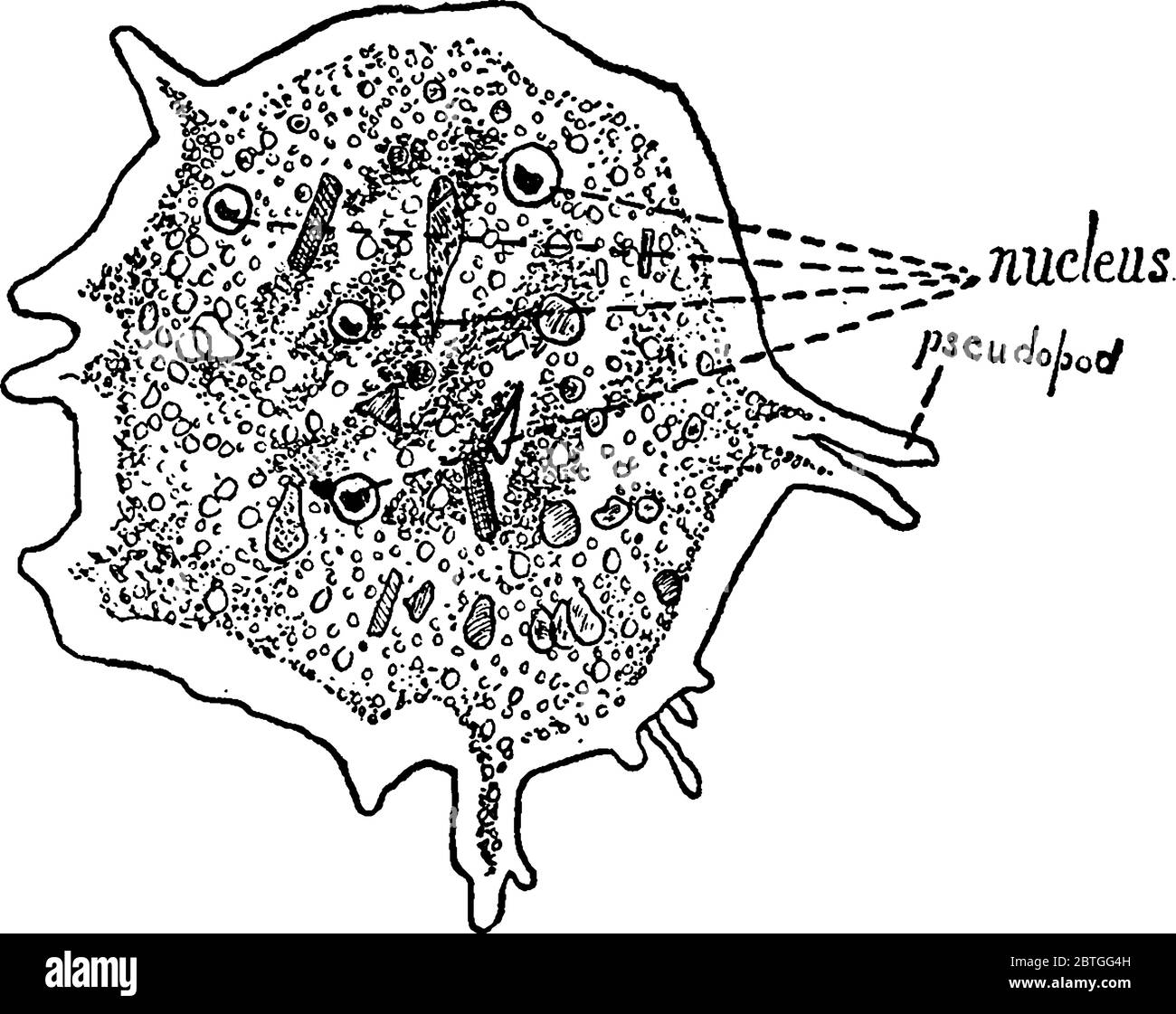 Amöbe ist ein einzelliger Organismus mit der Fähigkeit, seine Körperformen, Vintage-Linie Zeichnung oder Gravur Illustration zu ändern. Stock Vektor