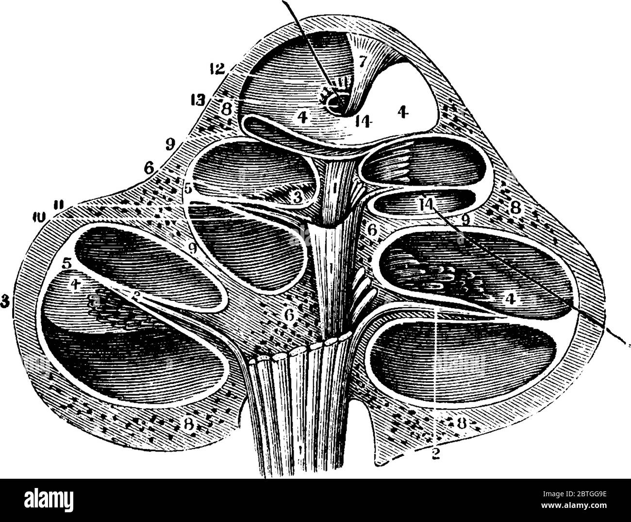 Eine Schnecke geformte Tube genannt Cochlea, ist es mit Flüssigkeit und empfindlichen Nervenenden, die Schallsignale an das Gehirn, Vintage-Linie Zeichnung übertragen gefüllt Stock Vektor