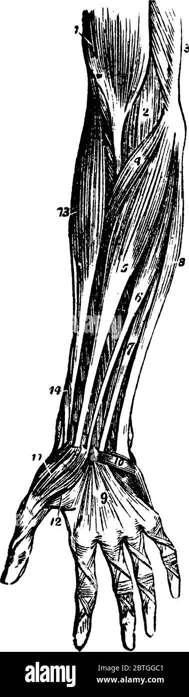 Muskeln des Unterarms gehören Flexor und Strecker und diese Muskeln bewegen das Handgelenk, Hand, Finger und Daumen, Vintage-Linie Zeichnung oder Gravur illus Stock Vektor