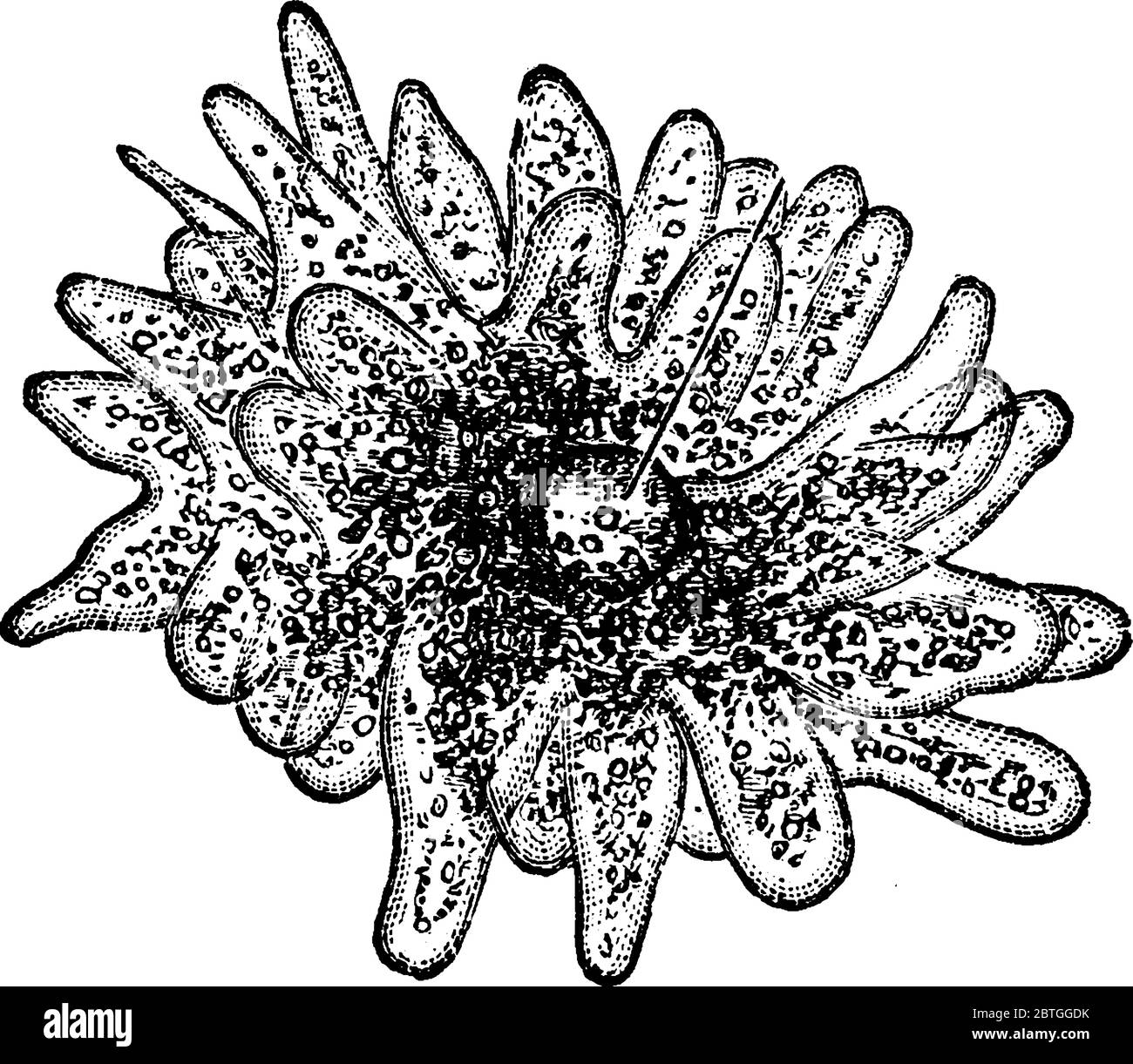 Eine Illustration einer Amöbe, einer Vintage-Strichzeichnung oder einer Gravur. Stock Vektor