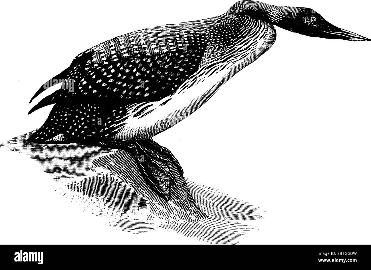 Great Northern Diver, ist ein großes Mitglied der Taucherfamilie. Tauchgänge, um Fische in tiefem, klarem Wasser zu fangen, Vintage-Linie Zeichnung oder Gravur illustrati Stock Vektor