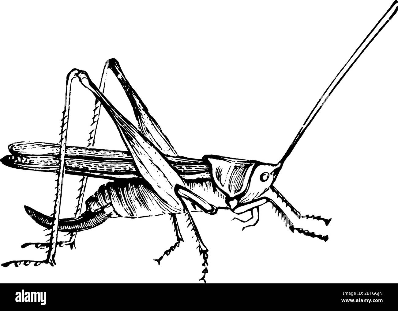 Eine typische Darstellung des Insekts, Cricket, das mit Grashüpfern und Katydiden verwandt ist, haben etwas abgeflachte Körper und lange Antennen, Vinta Stock Vektor