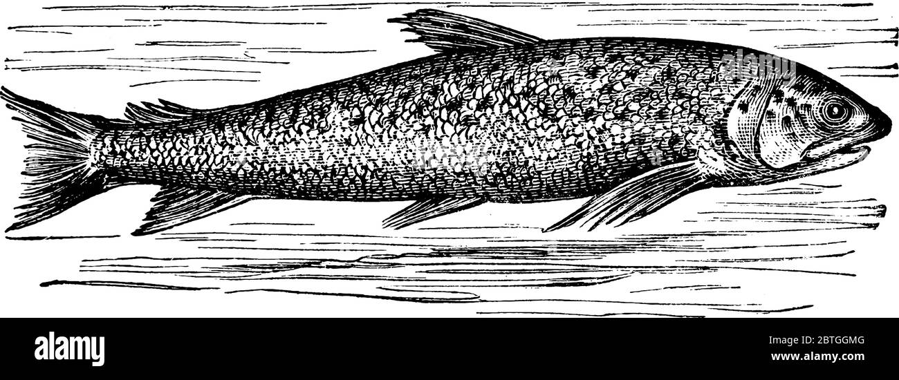 Lachs ist ein Rochen-Flinte Fisch in Süßwasser gefunden, Vintage-Linie Zeichnung oder Gravur Illustration. Stock Vektor