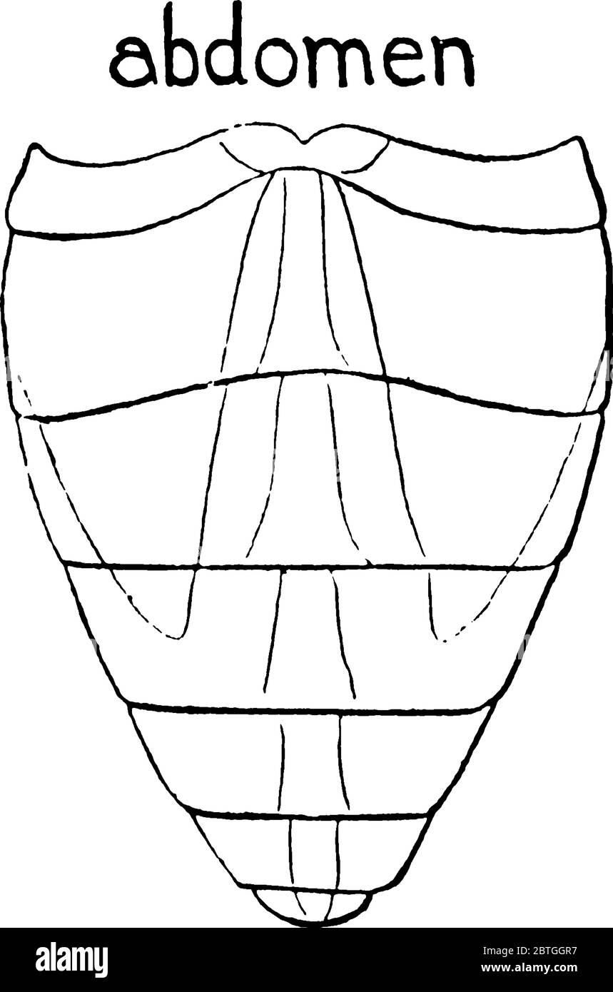 Die Pferdefliege ist ein Mitglied der Gattung Tabanus, mit schwachen rauchigen Flecken auf den Flügeln. Diese Figur stellt Abdomen der Horse Fly, Vintage-Linie zeichnen Stock Vektor