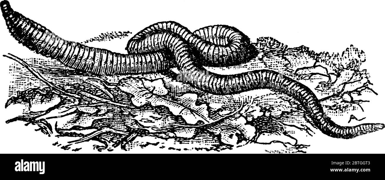 Eine Illustration eines Regenwurms. Der grundlegende Körperplan eines Regenwurms ist ein Schlauch, das Verdauungssystem, innerhalb eines Schlauchs, der muskulöse äußere Körper. Der Körper Stock Vektor