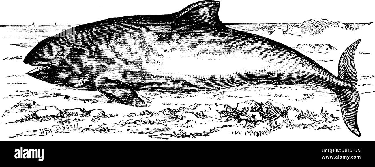 Die Schweinswal gehört zu voll aquatischen Meeressäuger Gruppe mit Walen und Delfinen, Vintage-Linie Zeichnung oder Gravur Illustration verwandt. Stock Vektor