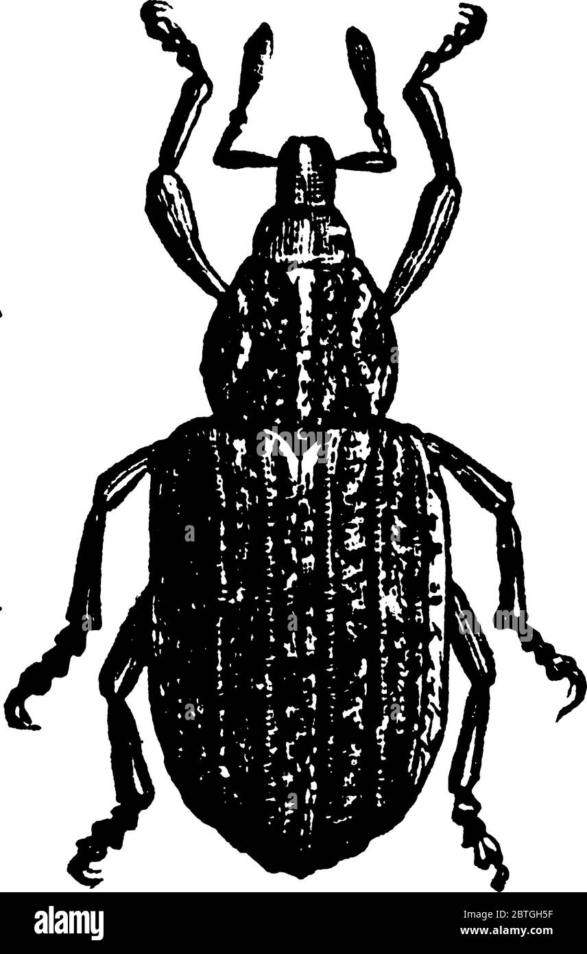 Kleeblattkäfer 1/9 Zoll in der Länge und reicht in der Farbe von gelb grün bis rot, vintage Strichzeichnung oder Gravur Illustration. Stock Vektor