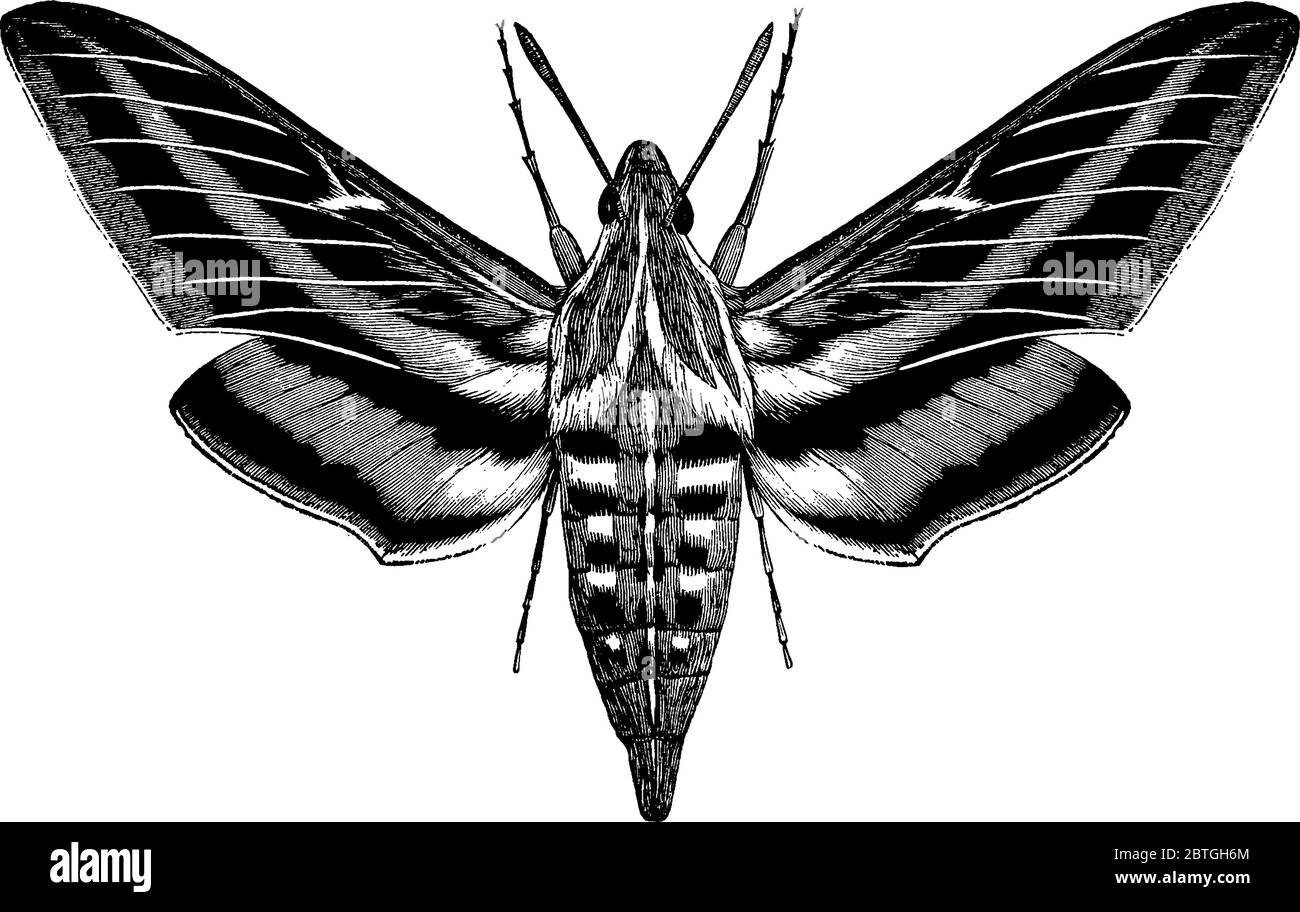 Es ist ein Bild von weiß gefütterten Morgen Sphinx, zeigt einen großen Mund mit weißen und schwarzen Streifen, zeigt es zeigt die ganze Motte während der linke Flügel Stock Vektor