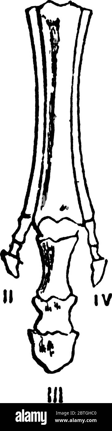 Eine typische Darstellung der aufeinanderfolgenden Stadien der Modifikation der Füße von ausgestorbenen Formen von Pferd-wie Tiere, illustriert schrittweise Reduktion o Stock Vektor