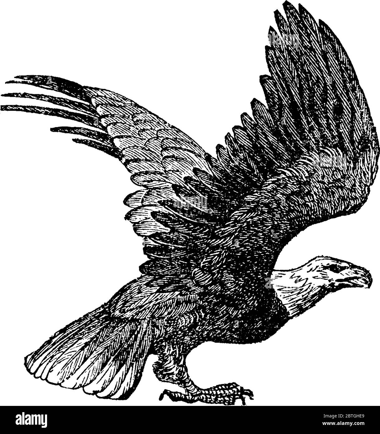 Bald Eagle, ein Greifvogel in Nordamerika gefunden, die am meisten als der nationale Vogel und Symbol der Vereinigten Staaten von Amerika, Jahrgang l erkennbar ist Stock Vektor