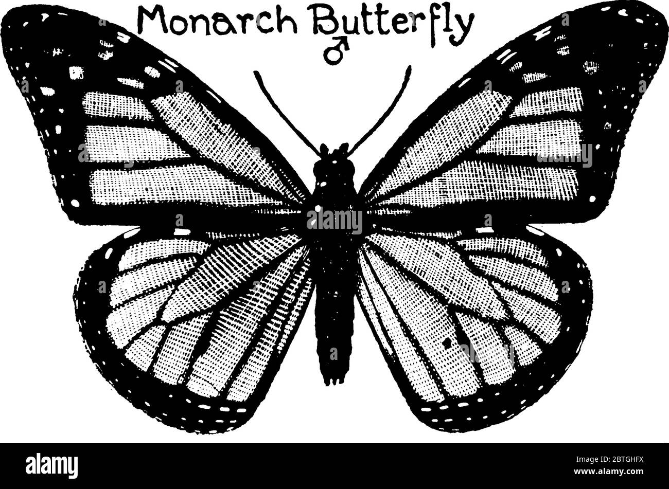 Monarchen sind große, schön gefärbte Schmetterlinge in der Familie Nymphalidae, sie haben auffällige orange, schwarz und weiß Markierungen., Vintage-Linie dra Stock Vektor
