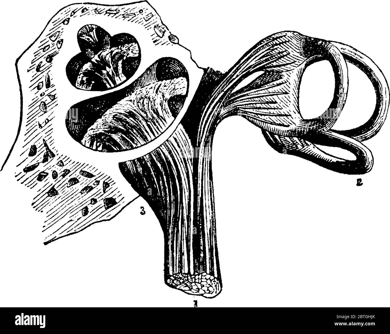 Der Hörnerv ist mit dem Gesicht verbunden, und ist der siebte in der Reihenfolge der Herkunft aus dem Gehirn, Zählen von vor rückwärts, diese Bündel o Stock Vektor