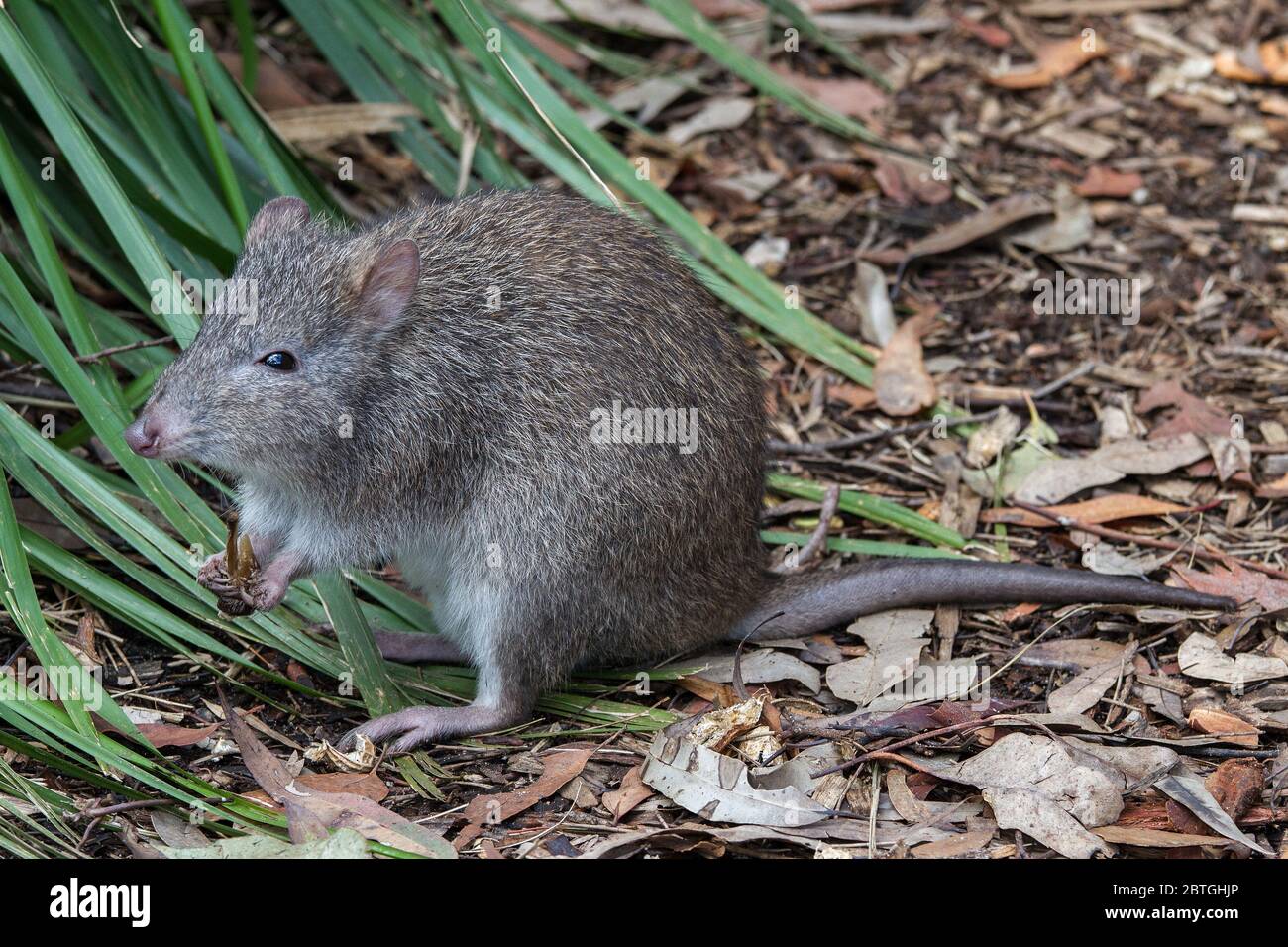 Nahaufnahme von langnasigen Potaroo Stockfoto