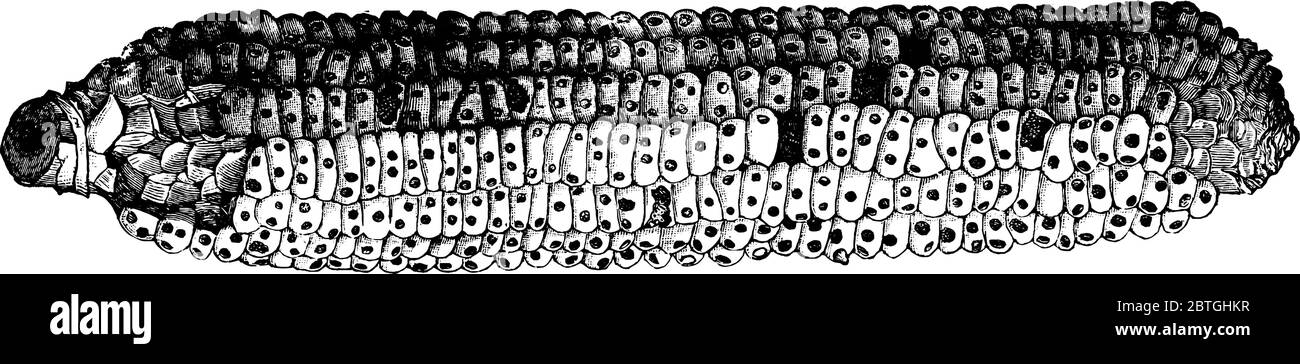 Ein Ähren aus Mais, das Verletzungen zeigt, die durch die Angoumois Kornmotte, Vintage-Strichzeichnung oder Gravur-Illustration verursacht werden. Stock Vektor
