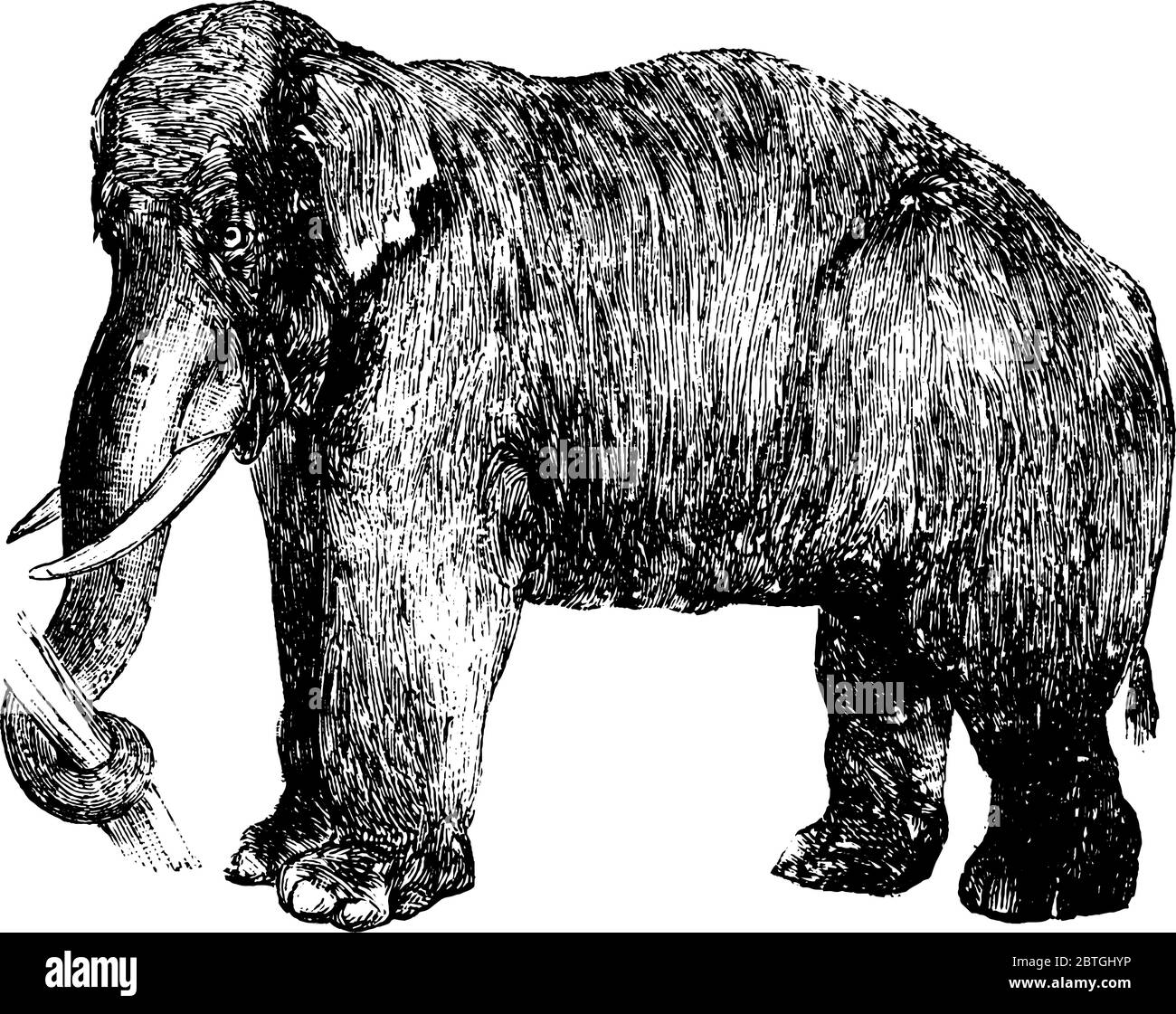 Elefant, das große Säugetier mit langem Rüssel, der ein Baumstamm fasst, Stoßzähne, die als Waffen verwendet werden, große Ohren und Pfeiler wie Beine, Vintage-Linie Zeichnung oder Engravi Stock Vektor