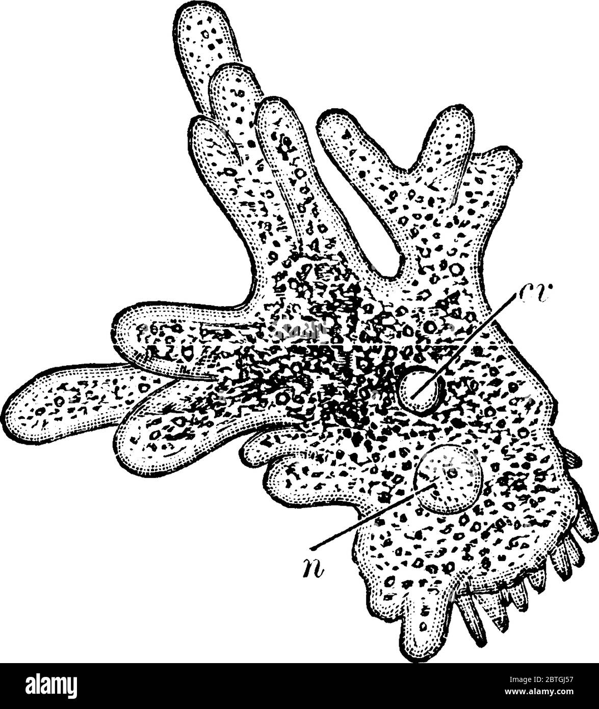 Eine Illustration einer Amöbe, einer Vintage-Strichzeichnung oder einer Gravur. Stock Vektor