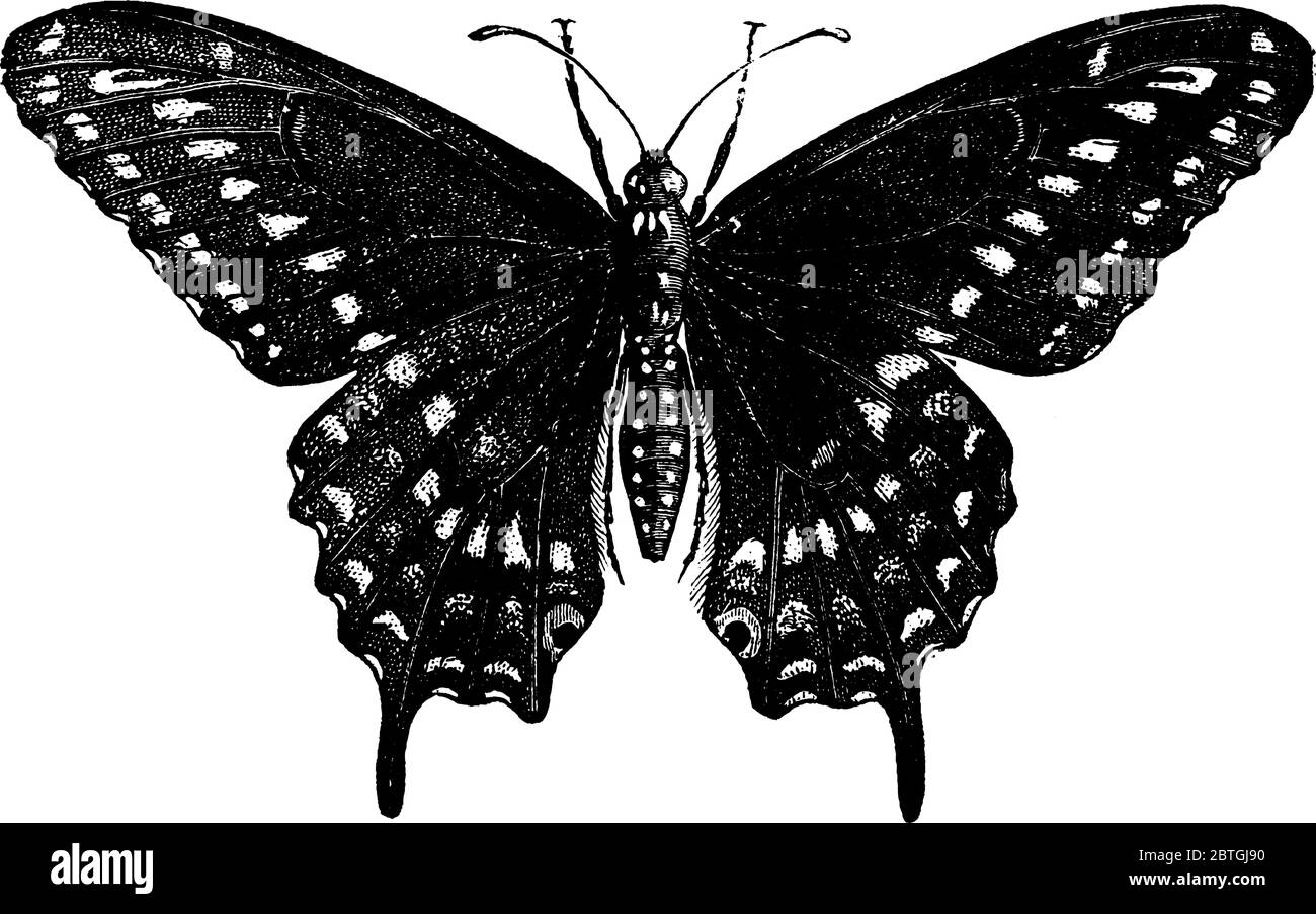 Das Bild zeigt den männlichen Schmetterling, die Art eines Schwalbenschwanzes, klassifiziert in der Familie, Papilio asterias. Die Discal-Bänder des Schmetterlings Stock Vektor