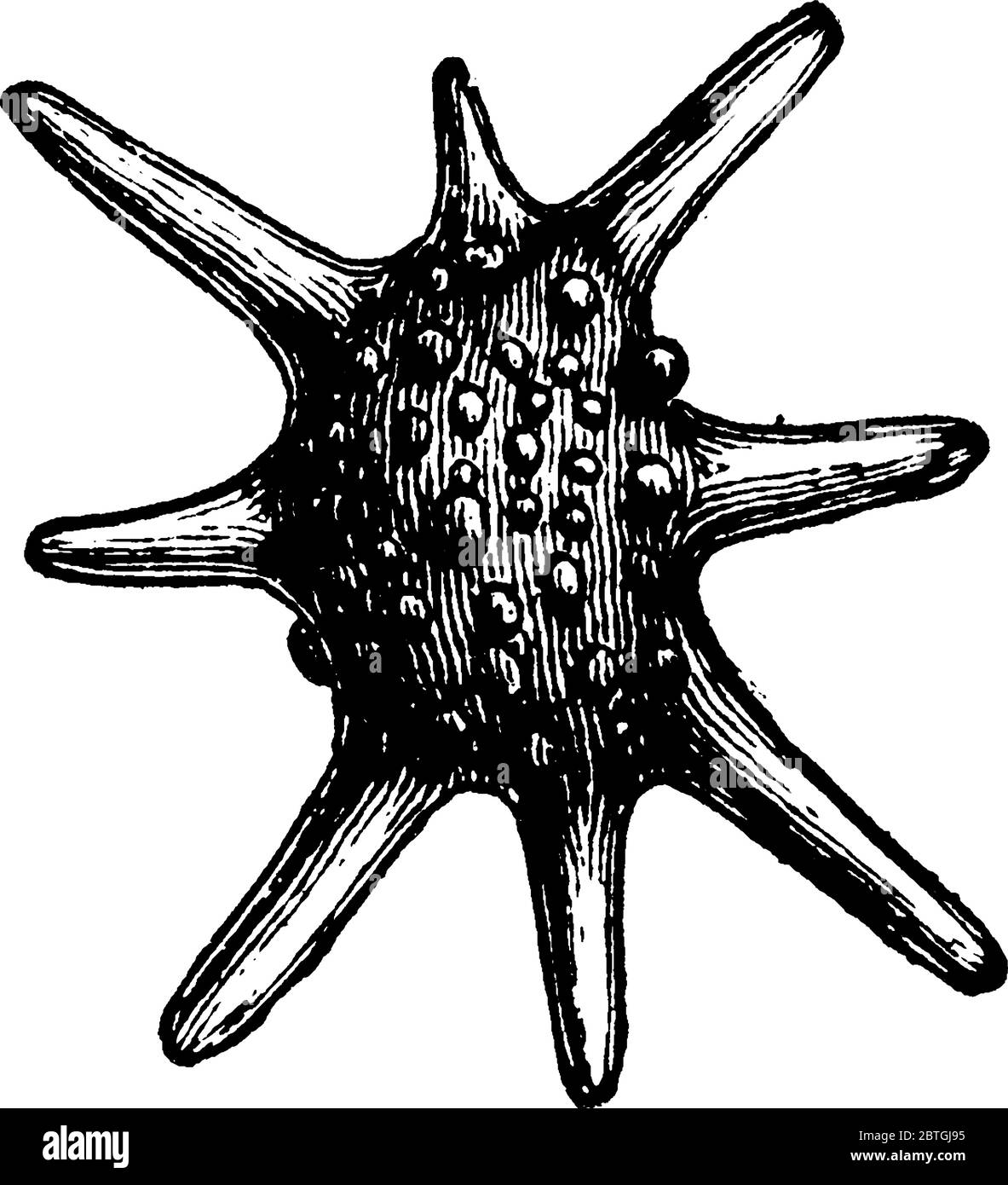 Diese Abbildung zeigt einen Mikroorganismen marine specie genannt Calcarina, vintage Linie Zeichnung oder Gravur Illustration. Stock Vektor