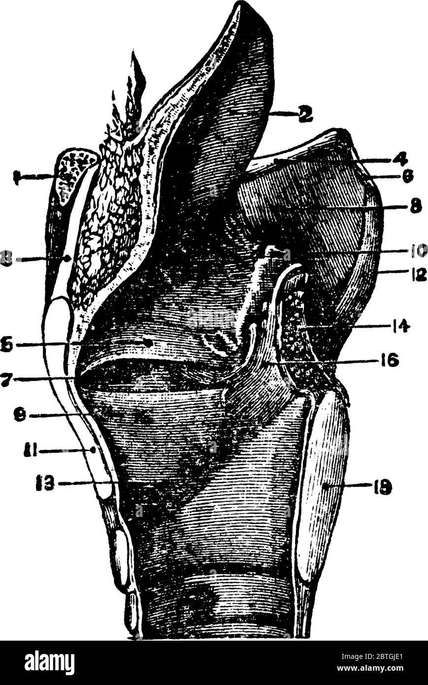 Die Epiglottis ist Knorpelklappe in der Kehle befindet seine Funktion der Epiglottis ist es, die Windpfeife während des Essens zu versiegeln, vintage Linie drawi Stock Vektor