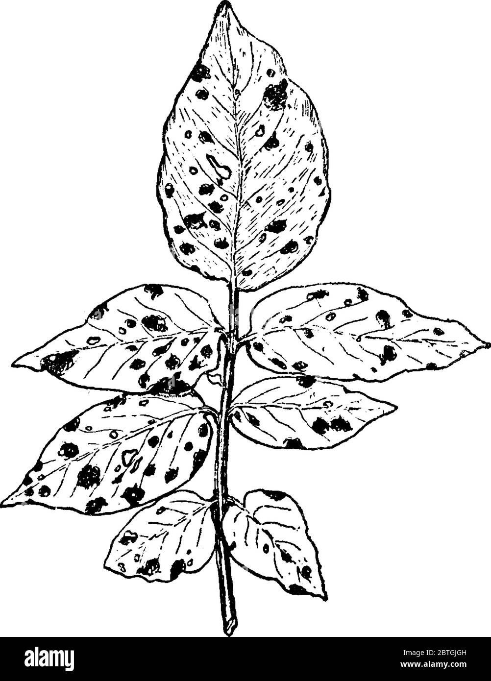 Infektionskrankheit der Kartoffel, bei der plötzlicher Tod von Blättern, Stamm, Wurzel und Blüten auftritt, Vintage-Linie Zeichnung oder Gravur Illustration. Stock Vektor