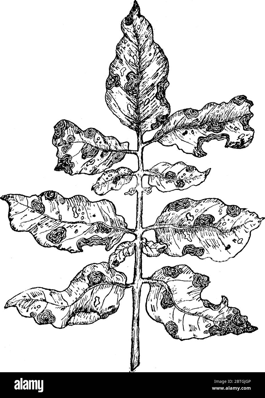 Pilzkrankheit der Pflanze, die die Pflanze tötet und lassen einen Fleck über den Blättern, Vintage-Linie Zeichnung oder Gravur Illustration. Stock Vektor
