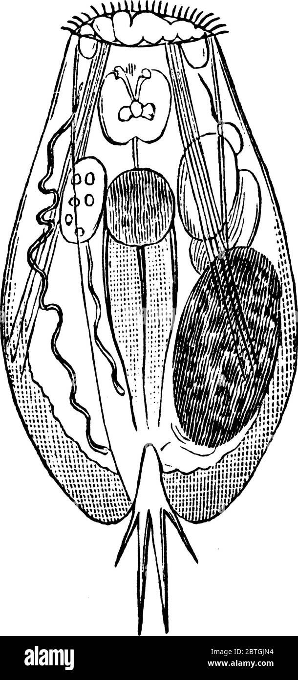 Schematische Darstellung von Rotifer, Rotifer ist ein winzeiliges mehrzelliges Wassertier des Stammes Rotifera, Vintage-Linienzeichnung oder Gravur Illustration. Stock Vektor