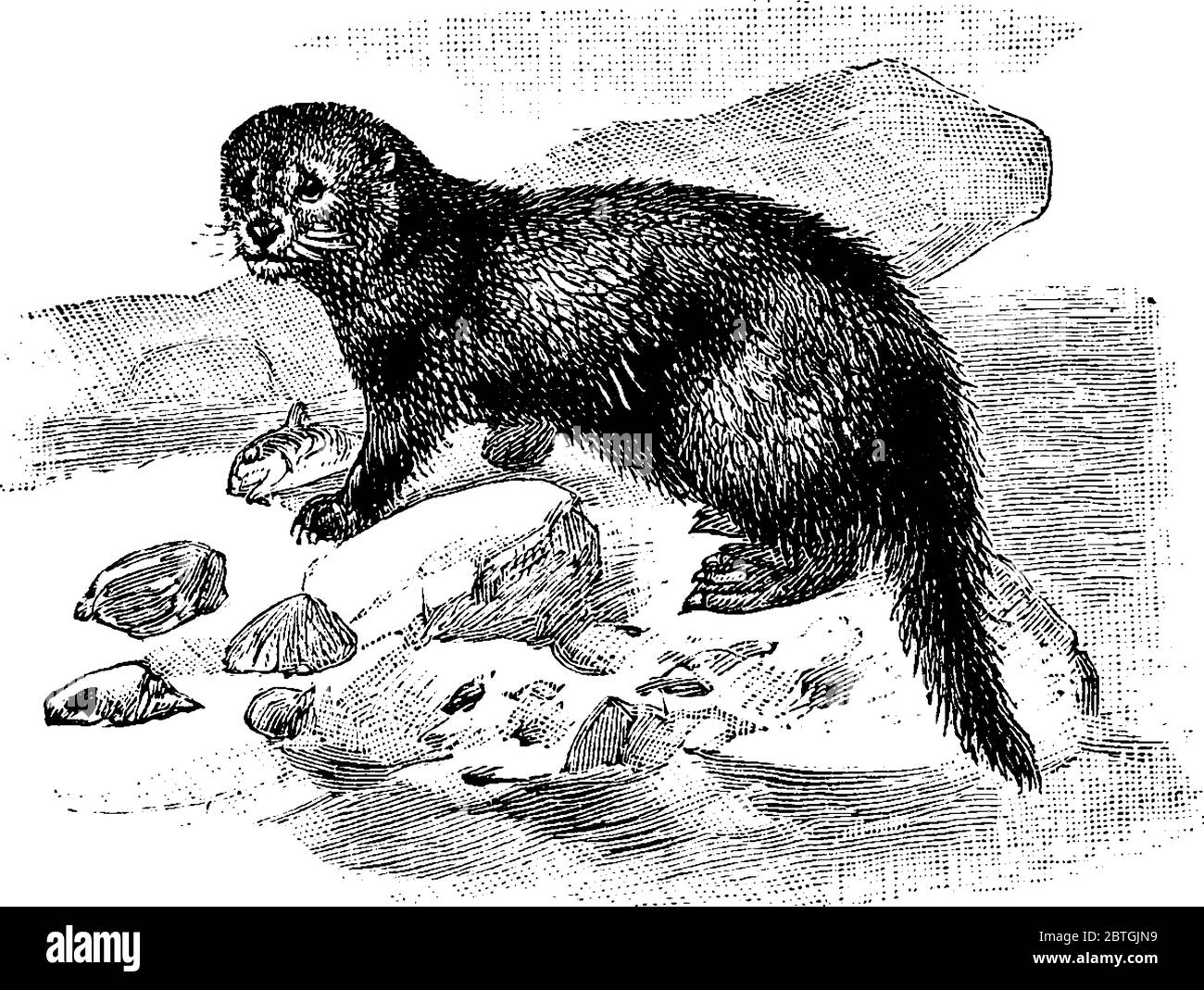 Ein Meeressäuger aus der Familie der Mustelidae von Wieseln, Vintage-Strichzeichnung oder Gravur Illustration. Stock Vektor