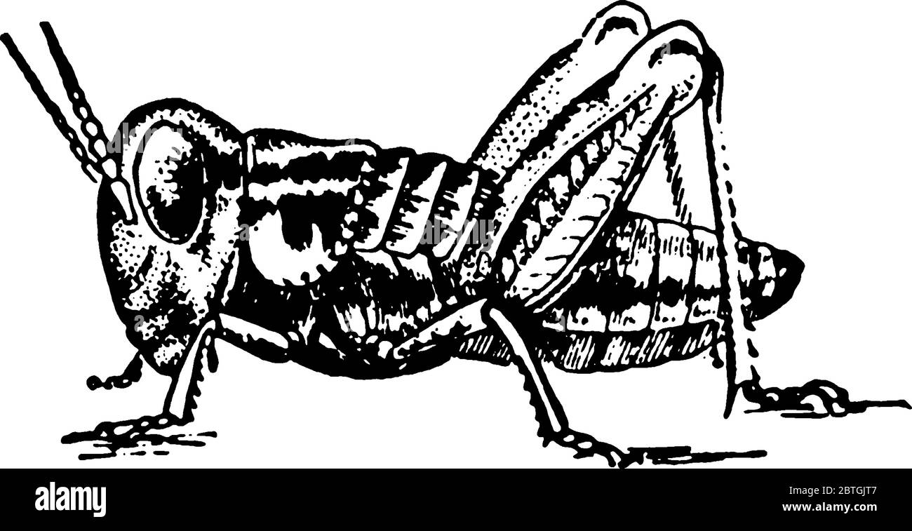 Lebenszyklus der Locust Stufe zwei, Nymphen bewegen sich auf den Boden und hüpfen herum, da sie keine Flügel haben., Vintage-Linie Zeichnung oder Gravur Illustration. Stock Vektor