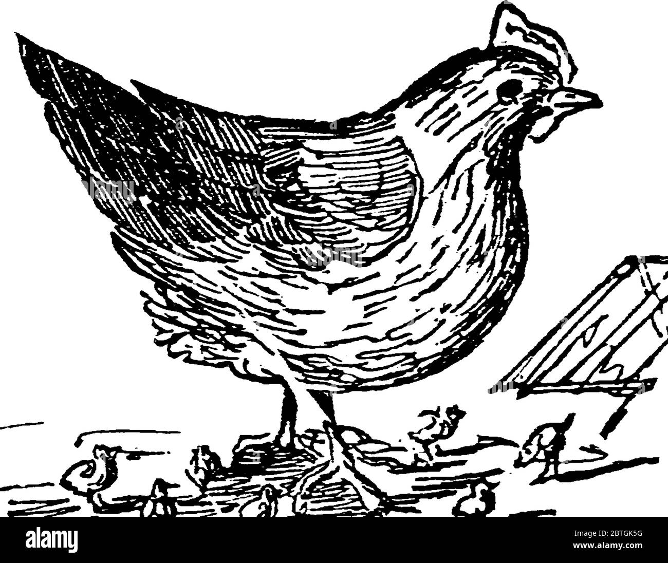 Das Weibchen jeder Art von Geflügel. Das Huhn (Gallus gallus domesticus) ist eine Art von domestiziertem Geflügel, eine Unterart des roten Federkauzes und wird verwendet Stock Vektor