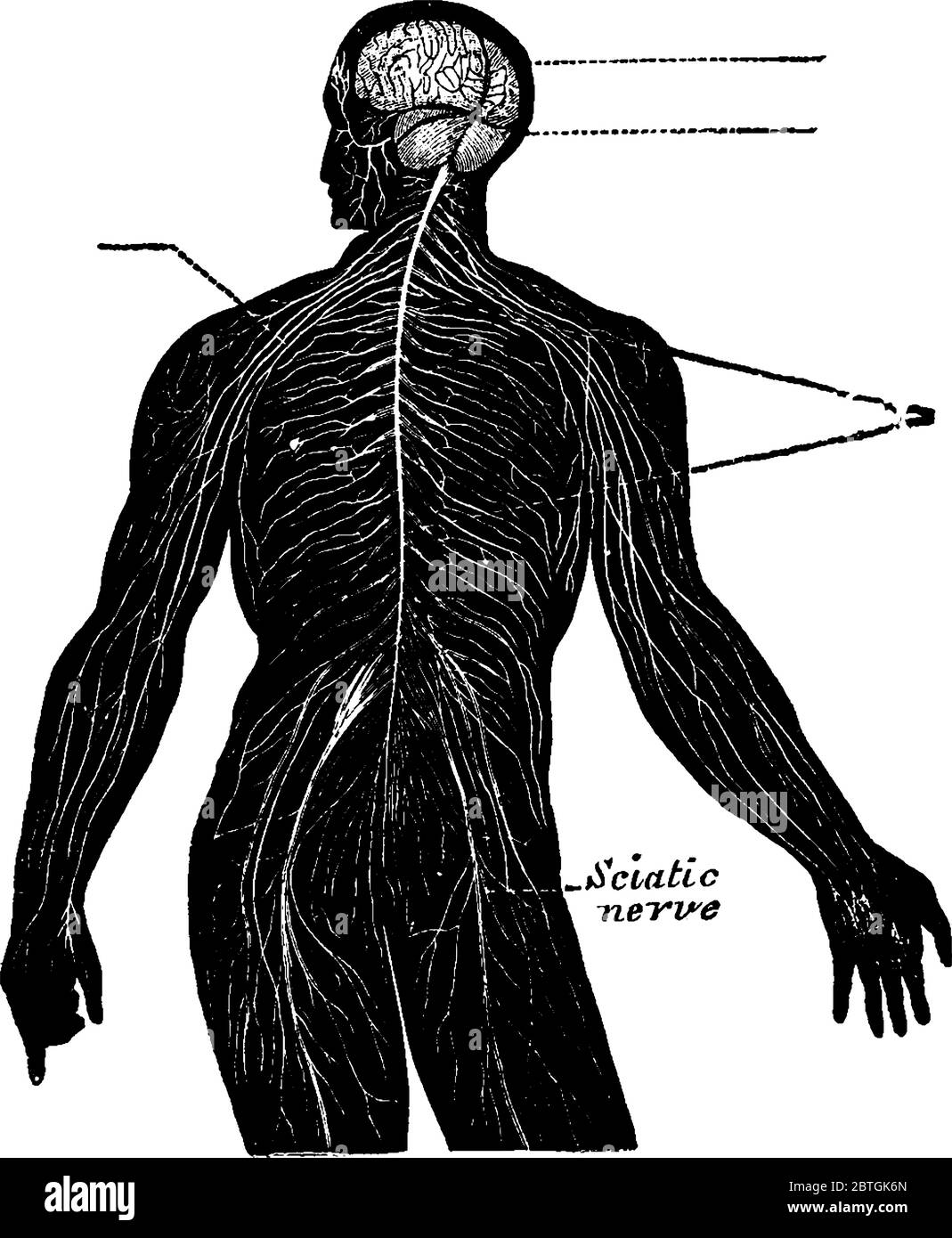 Netzwerk des menschlichen Nervensystems, Rückenmark ist mit dem Gehirn verbunden und Zweige aus dem Rückenmark sind über den gesamten Körper verteilt, vintage li Stock Vektor