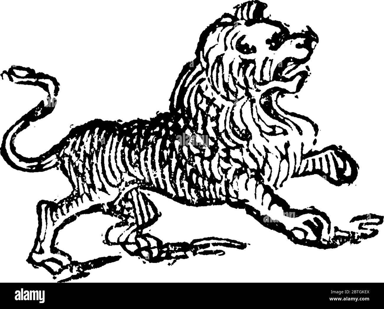 Lion ist eine muskulöse, tiefkestende Katze mit einem kurzen, abgerundeten Kopf in der Familie Felidae, wissenschaftlicher Name ist Panthera Leo., Vintage-Linie Zeichnung oder Engras Stock Vektor