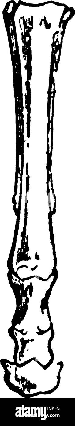 Eine typische Darstellung der aufeinanderfolgenden Stadien der Modifikation der Füße von ausgestorbenen Formen von Pferd-wie Tiere, illustriert schrittweise Reduktion o Stock Vektor