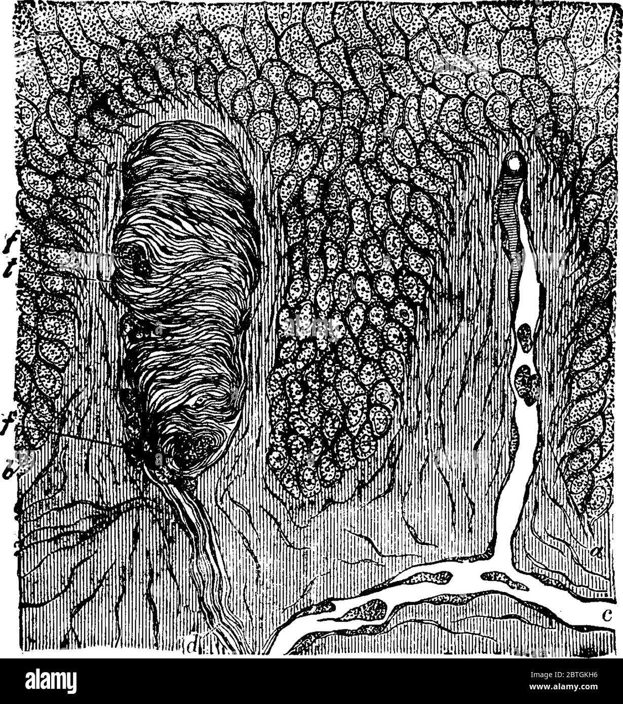 Hautabschnitt, der die beiden Papillen und tiefere Schichten der Epidermis darstellt. Die Papillen enthalten Blutgefäße sowie den Abschluss des Nervs f Stock Vektor