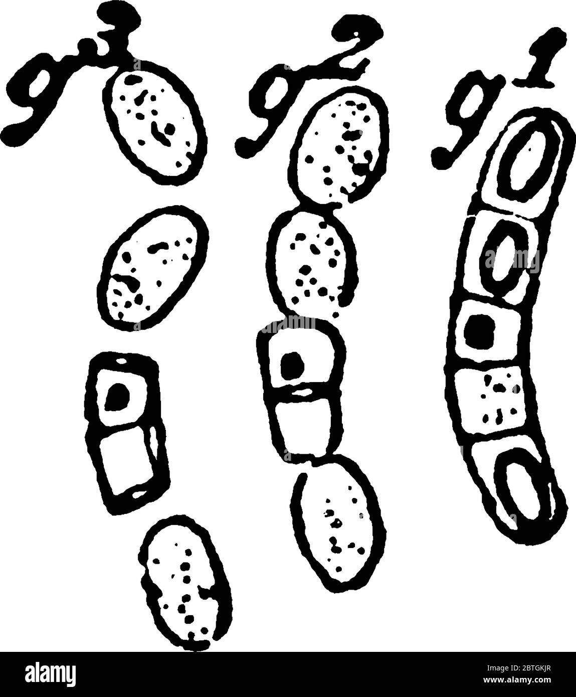 Eine typische Darstellung der frühen Stadien in der Keimung der Sporen, nach dem Trocknen mehrere Tage, Vintage-Strichzeichnung oder Gravur illus Stock Vektor
