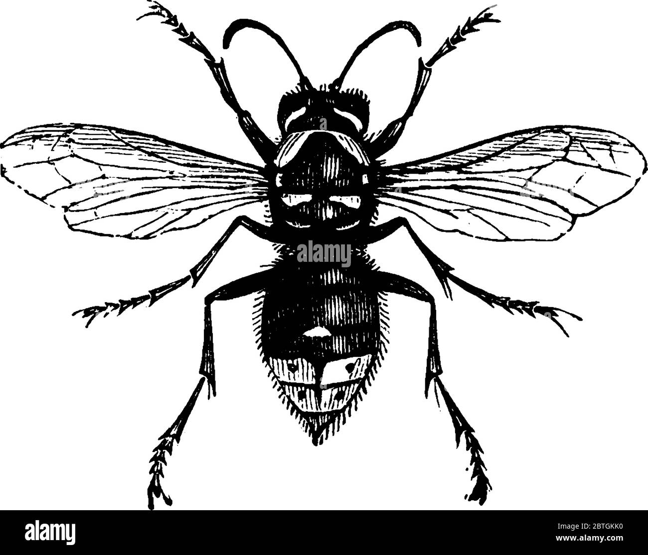 Hornissen sind Insekten der Gattung Vespa mit großem oberen Rand des Kopfes und abgerundeten Segment des Abdomens direkt hinter der Taille und bauen gemeinsame n Stock Vektor