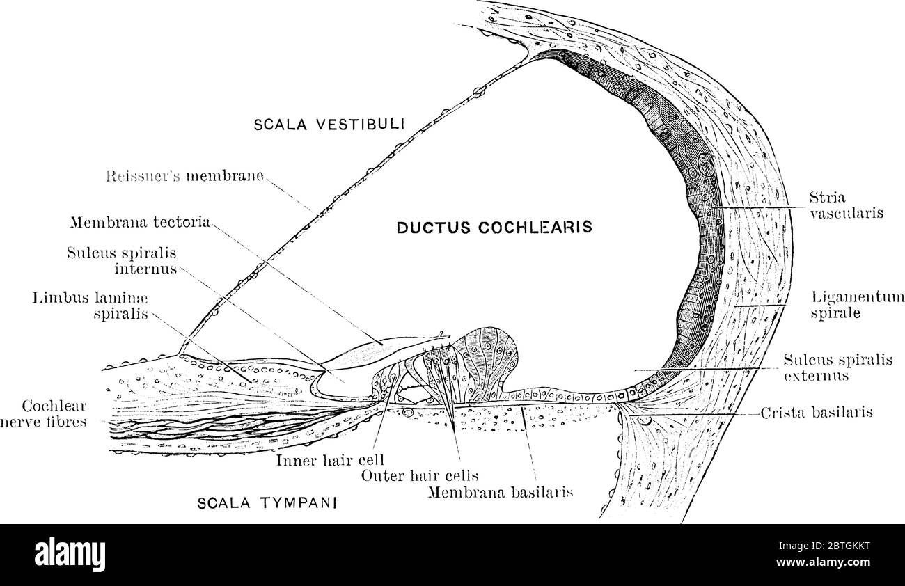Der Abschnitt über Ductus cochlearis, mit seinen Teilen beschriftet, Vintage-Strichzeichnung oder Gravur Illustration. Stock Vektor