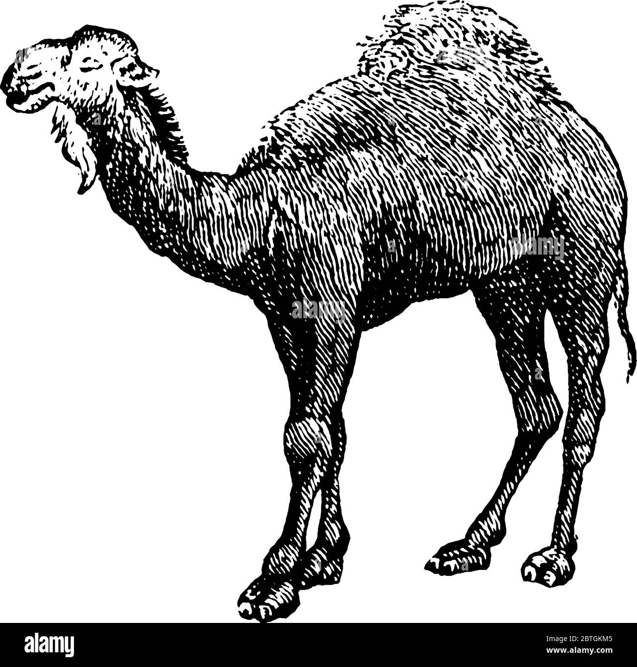 Kamel ist ein großes Tier in Wüsten gefunden, Vintage-Linie Zeichnung oder Gravur Illustration. Stock Vektor