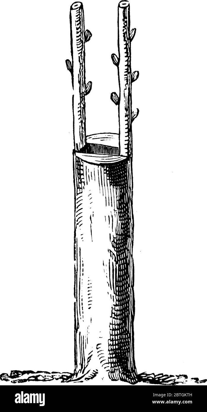 Pfropfen ist der Prozess, in dem Schnittenden von zwei verschiedenen Pflanzen zusammen verbunden werden, um beide Pflanzen wachsen zusammen mit der Wurzel einer Pflanze, vintag Stock Vektor