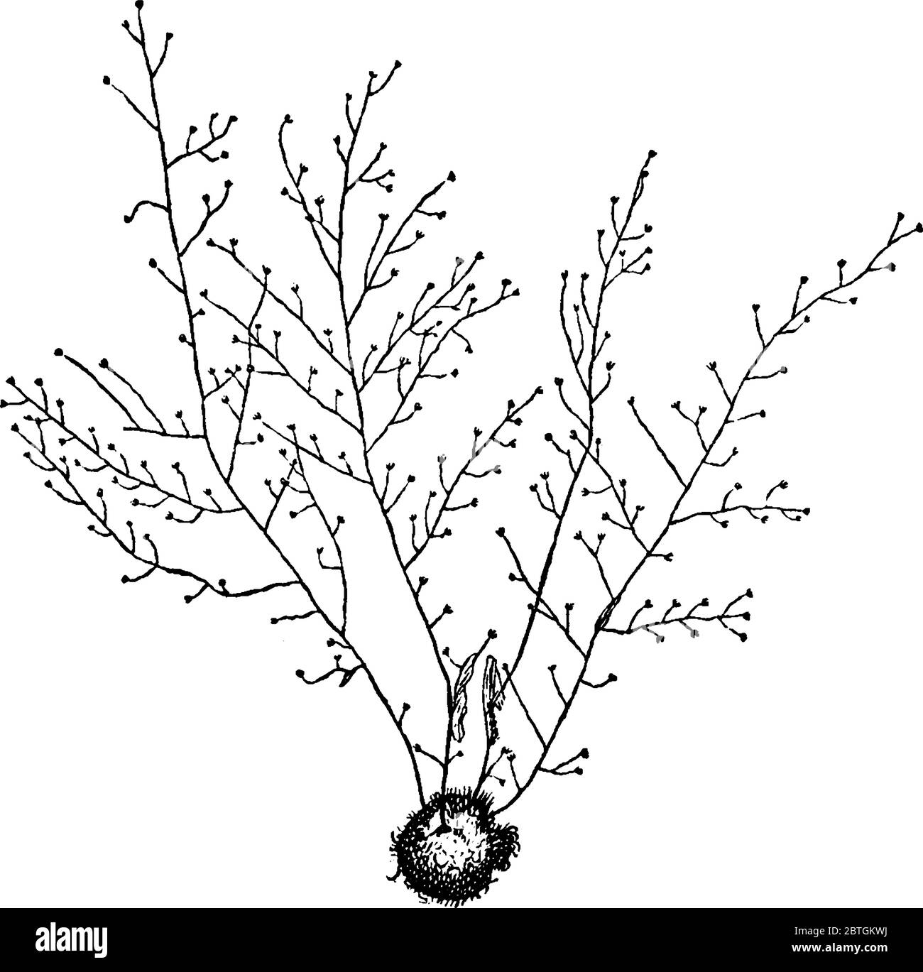Eudendrium ist eine große Gattung von Hydroiden, eine von zwei in der Familie Eudendriidae, Vintage-Strichzeichnung oder Gravur Illustration. Stock Vektor