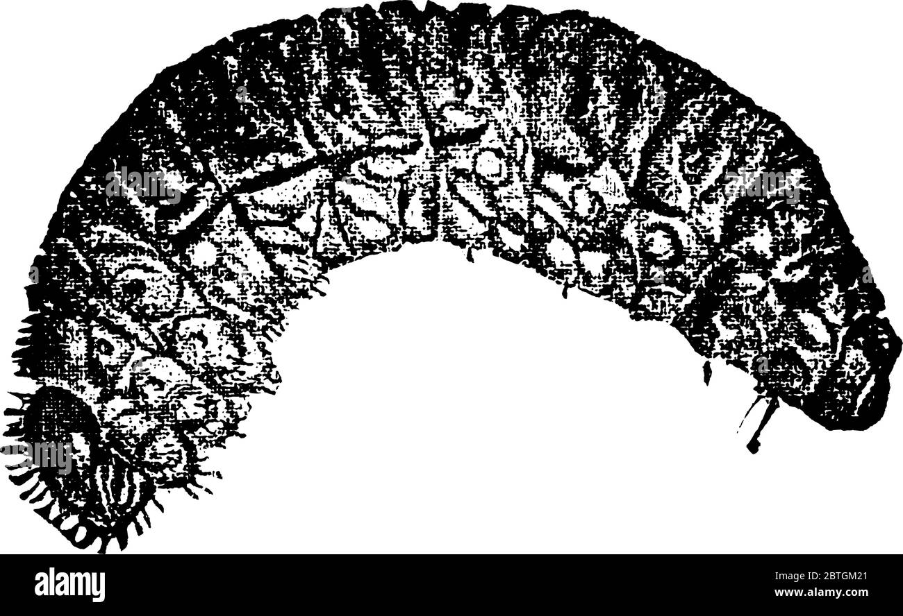 Pupa Stadium eines Käfers, wo Gewebe reorganisiert, um in Erwachsenenform, Vintage-Linie Zeichnung oder Gravur Illustration konvertieren. Stock Vektor