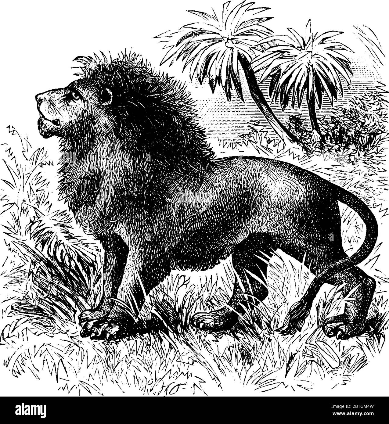 Lion ist ein muskulöses tief kested Tier mit Lebensdauer 10-14 Jahre lebt in Wäldern, Vintage-Linie Zeichnung oder Gravur Illustration. Stock Vektor