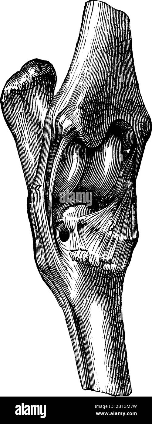 Bänder des tarsus- antero von außen. Etiketten, ' a und b', die externe laterale und schräge Ligament, beziehungsweise vintage line drawi Stock Vektor