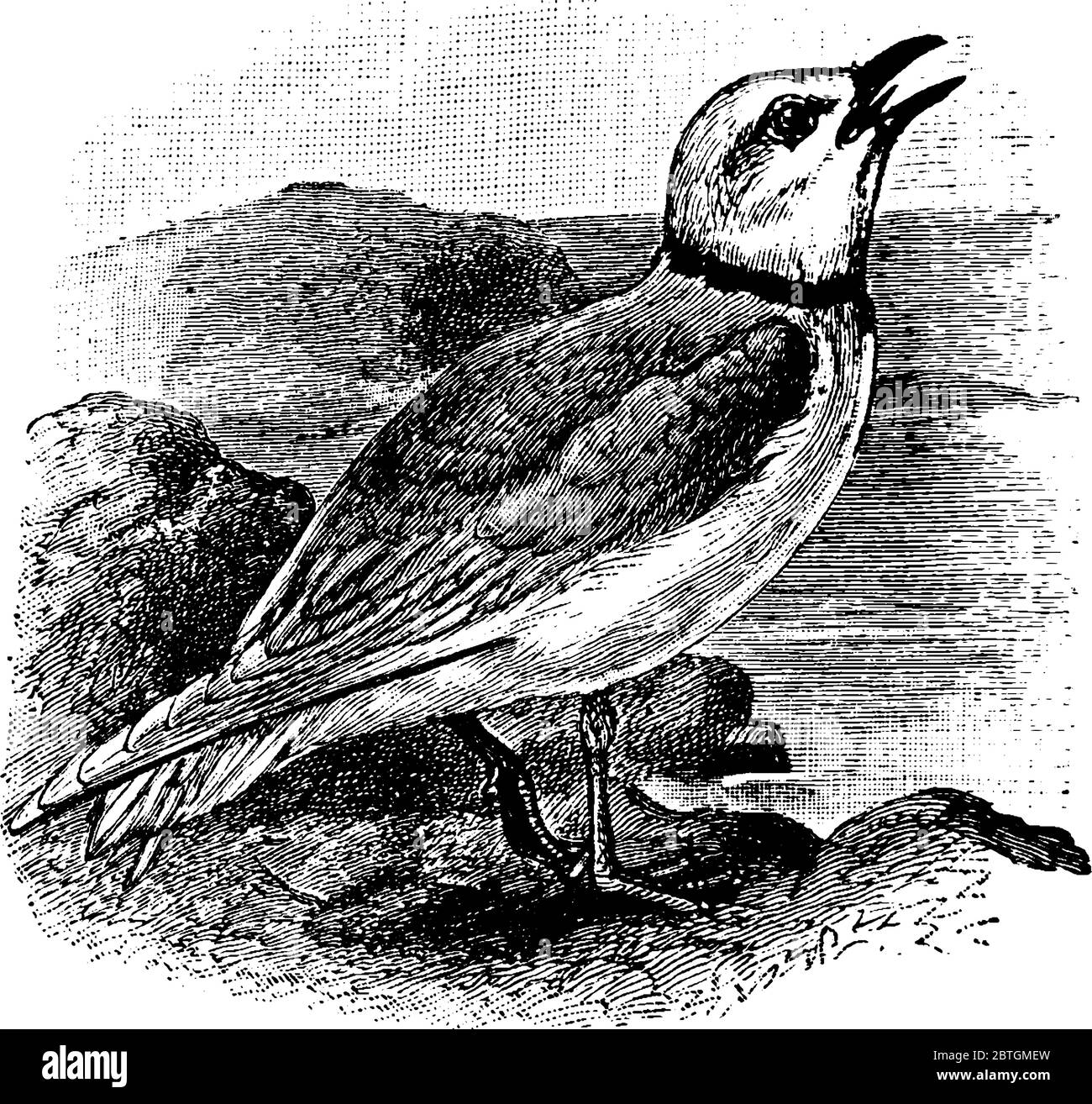 Eine Möwe, die auf einem Felsen am Meer thront, mit den Rechnungen geöffnet und in den Himmel schauen. Sie haben eine ringförmige Form, um ihren Hals, Vintage Linie dr Stock Vektor