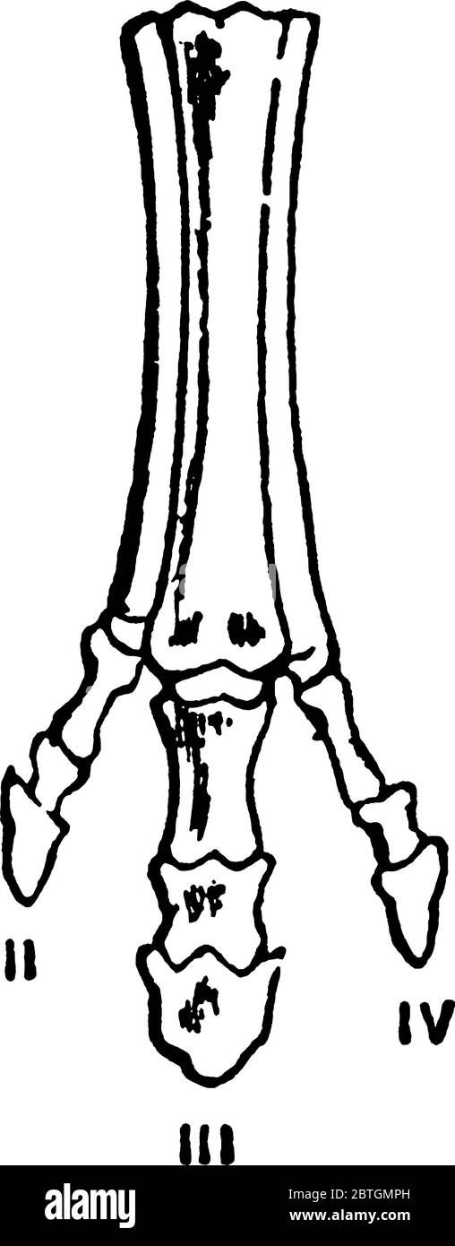 Eine typische Darstellung der aufeinanderfolgenden Stadien der Modifikation der Füße von ausgestorbenen Formen von Pferd-wie Tiere, illustriert schrittweise Reduktion o Stock Vektor