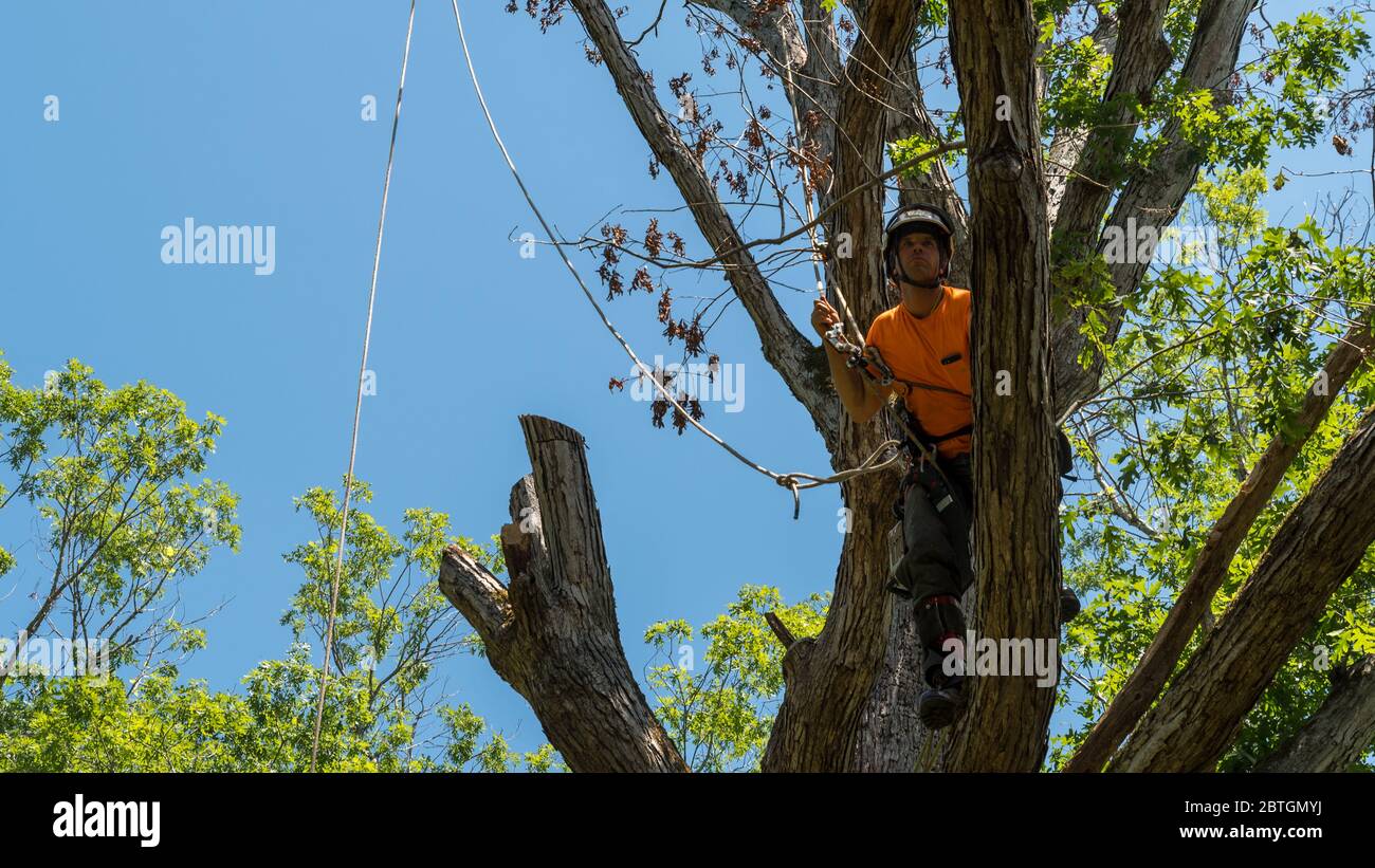 Arbeiter in orangefarbenem Hemd kletternd im Baum, der tote Äste in North Carolina abschneidet Stockfoto