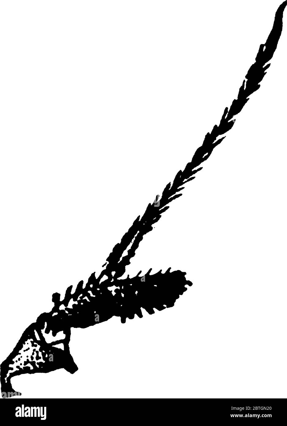 Die Antenne der Kohlmaggot, Phorbia brassicae Arten, dünn, länglich und mit Haaren bedeckt, Vintage-Strichzeichnung oder Gravur Illustration. Stock Vektor