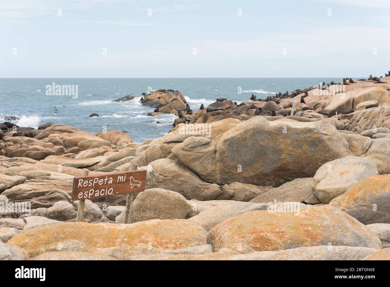 Küstenlandschaft und Schild mit dem Text respektieren meinen Raum, im Cabo Polonio Reserve, in Uruguay. Südamerikanische Robben, Arctocephalus australis, Stockfoto