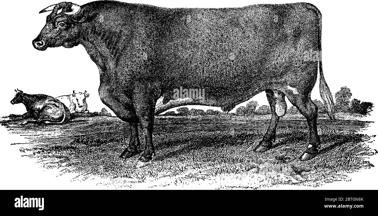 Wenige Kurzhand-Bullen, grasen auf dem Feld. Diese Art von ungekastrierten männlichen Rindern wird für Rindfleisch, Vintage-Linie Zeichnung oder Gravur Illustration angehoben. Stock Vektor